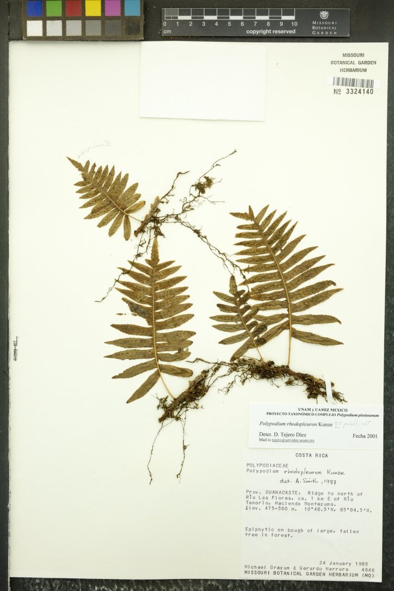 Polypodium plesiosorum var. plesiosorum photo 4