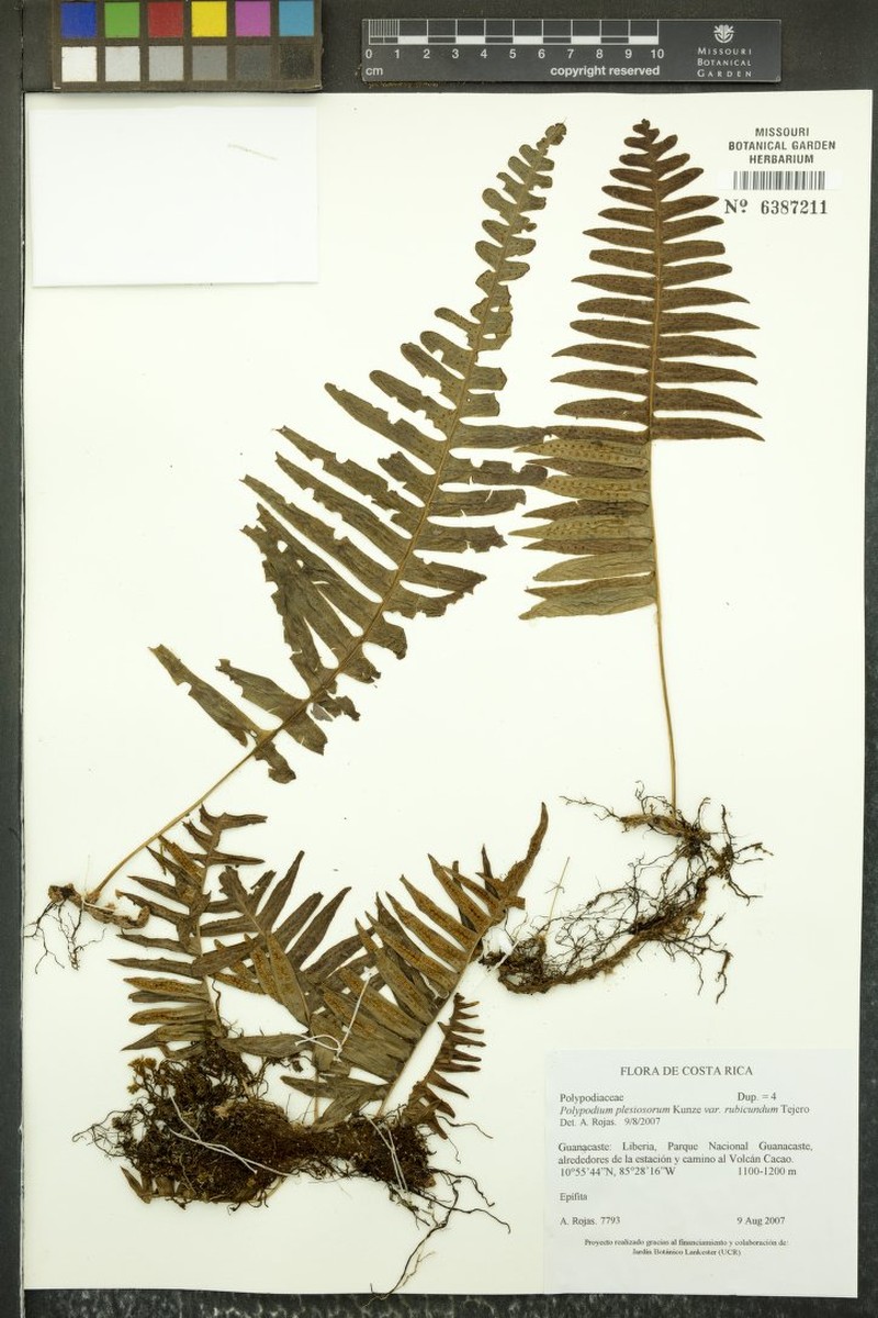 Polypodium plesiosorum var. rubicundum
