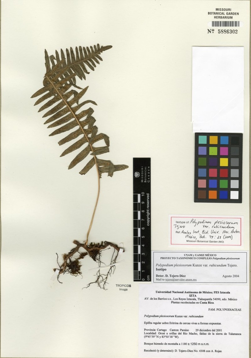 Polypodium plesiosorum var. rubicundum photo 2