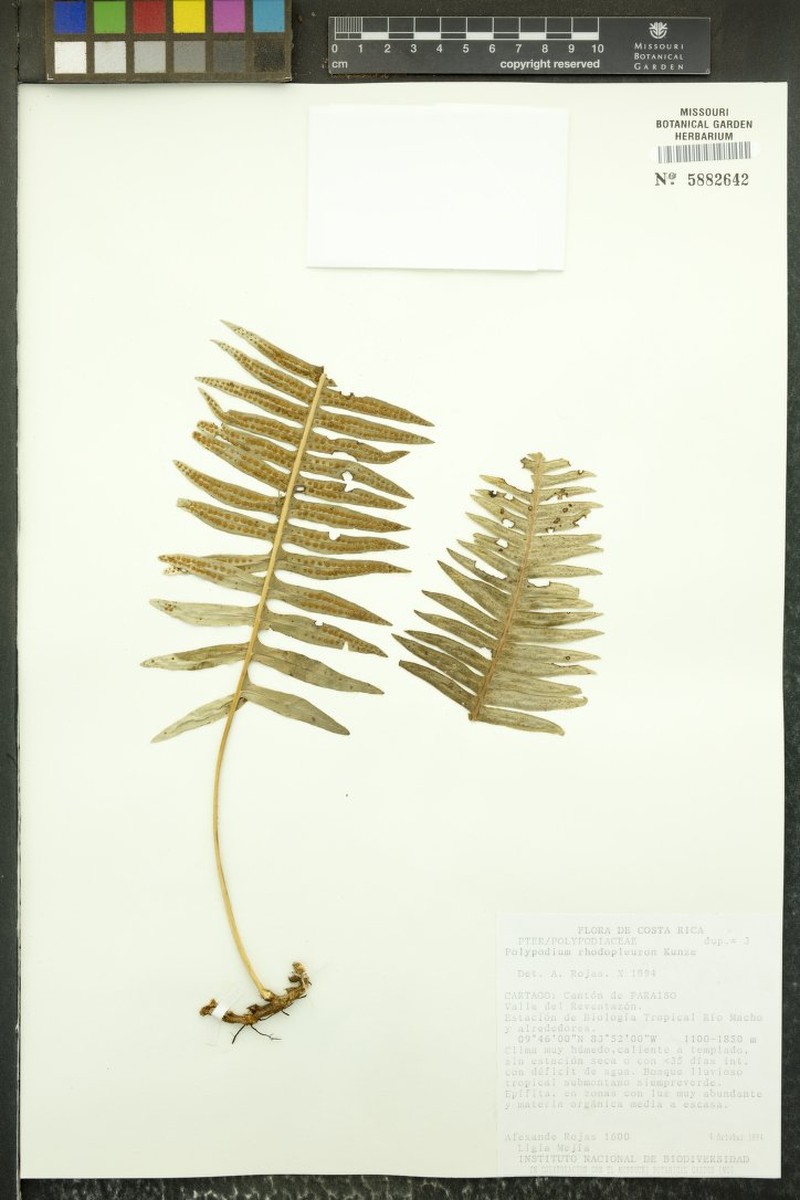 Polypodium plesiosorum var. rubicundum photo 3