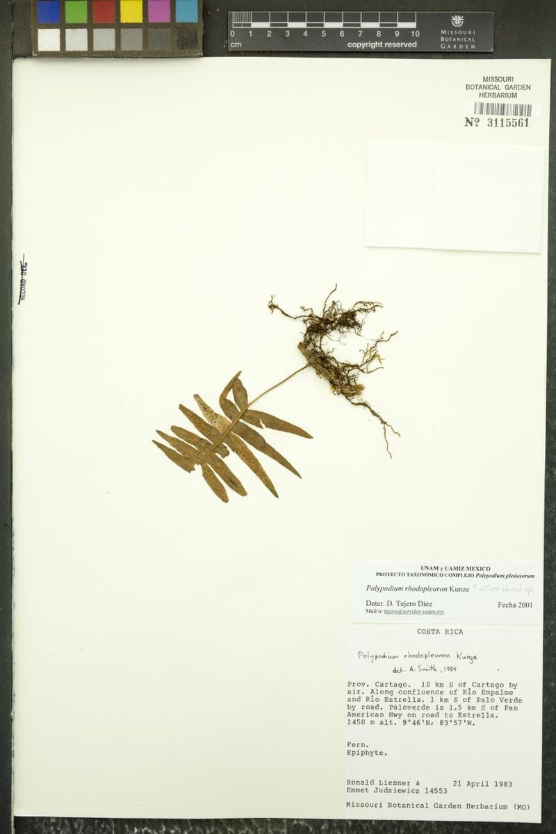 Polypodium plesiosorum var. rubicundum photo 4