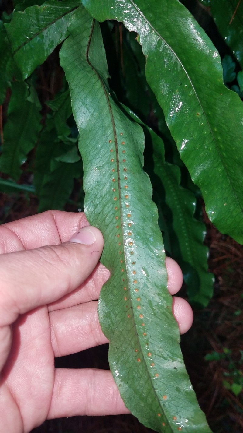 Polypodium pleurosorum