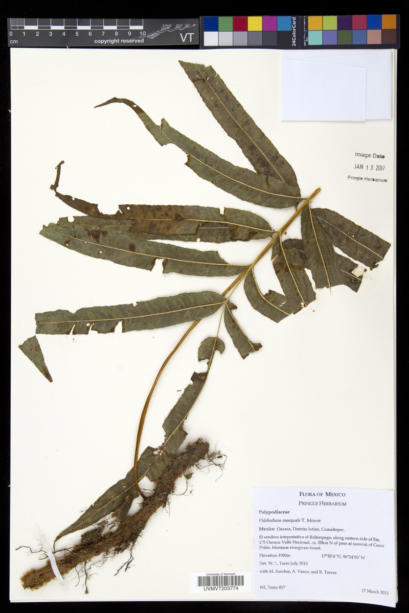 Polypodium pleurosorum photo 2