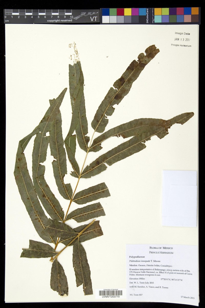 Polypodium pleurosorum photo 3