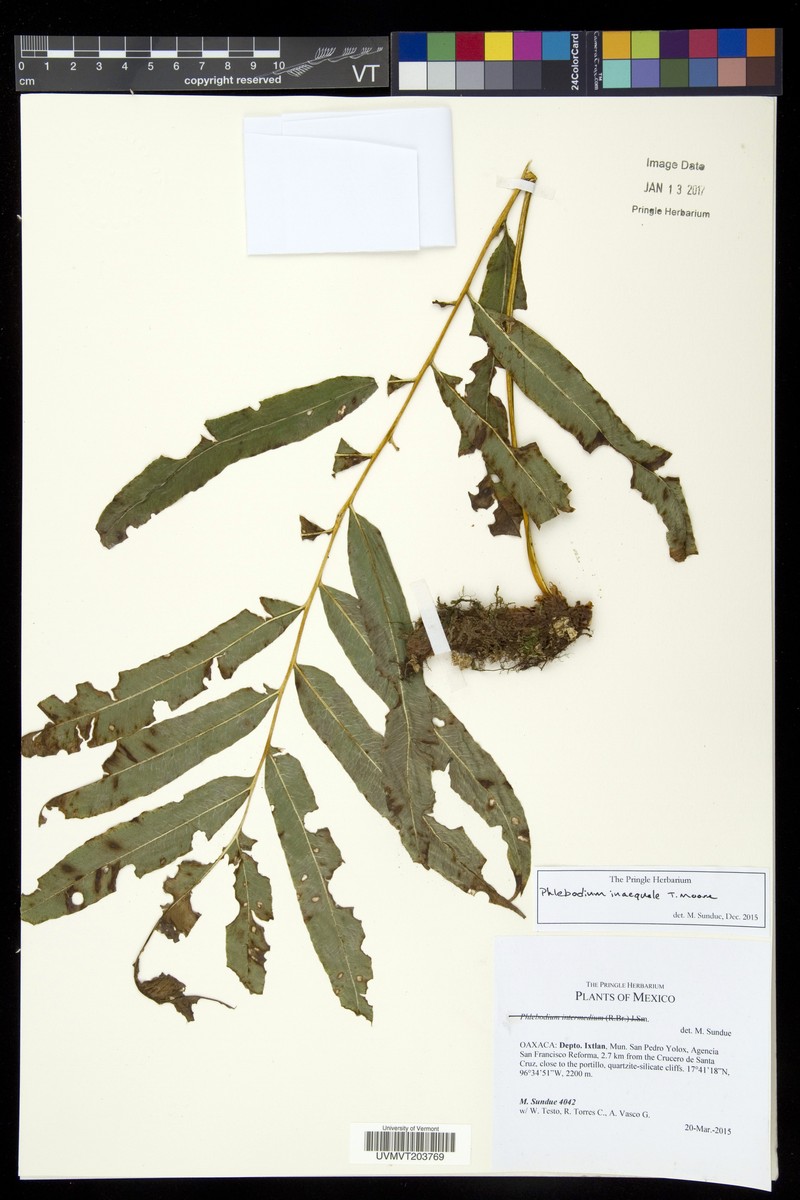 Polypodium pleurosorum photo 4