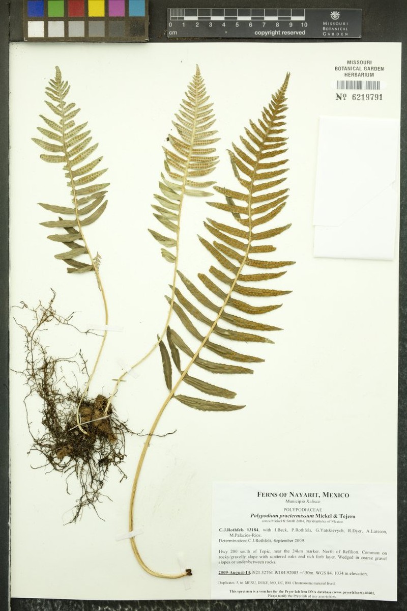 Polypodium praetermissum