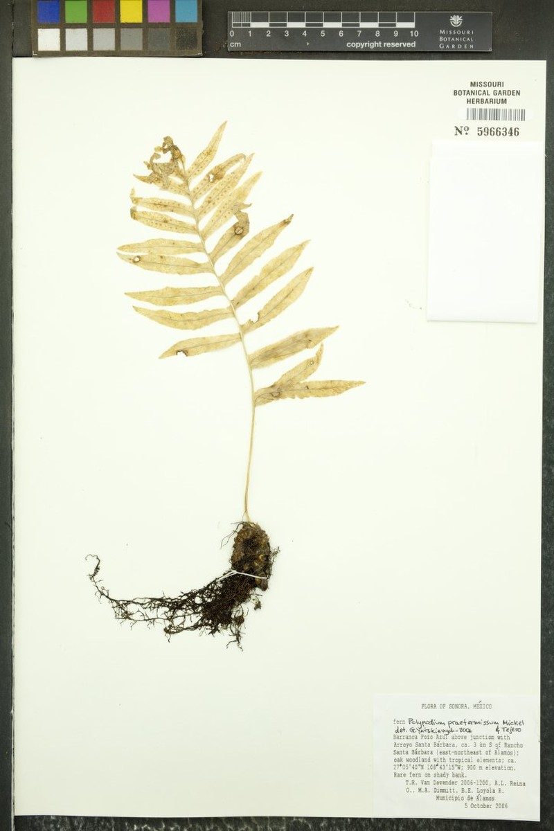 Polypodium praetermissum photo 2