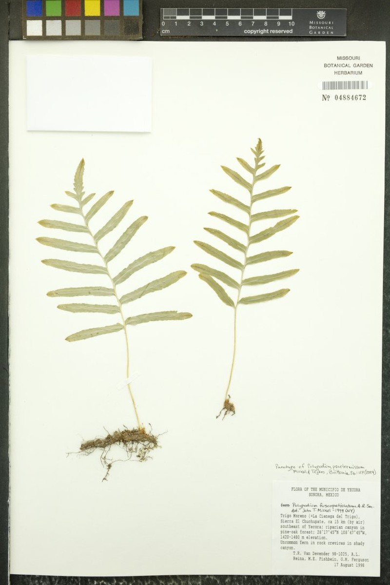 Polypodium praetermissum photo 3