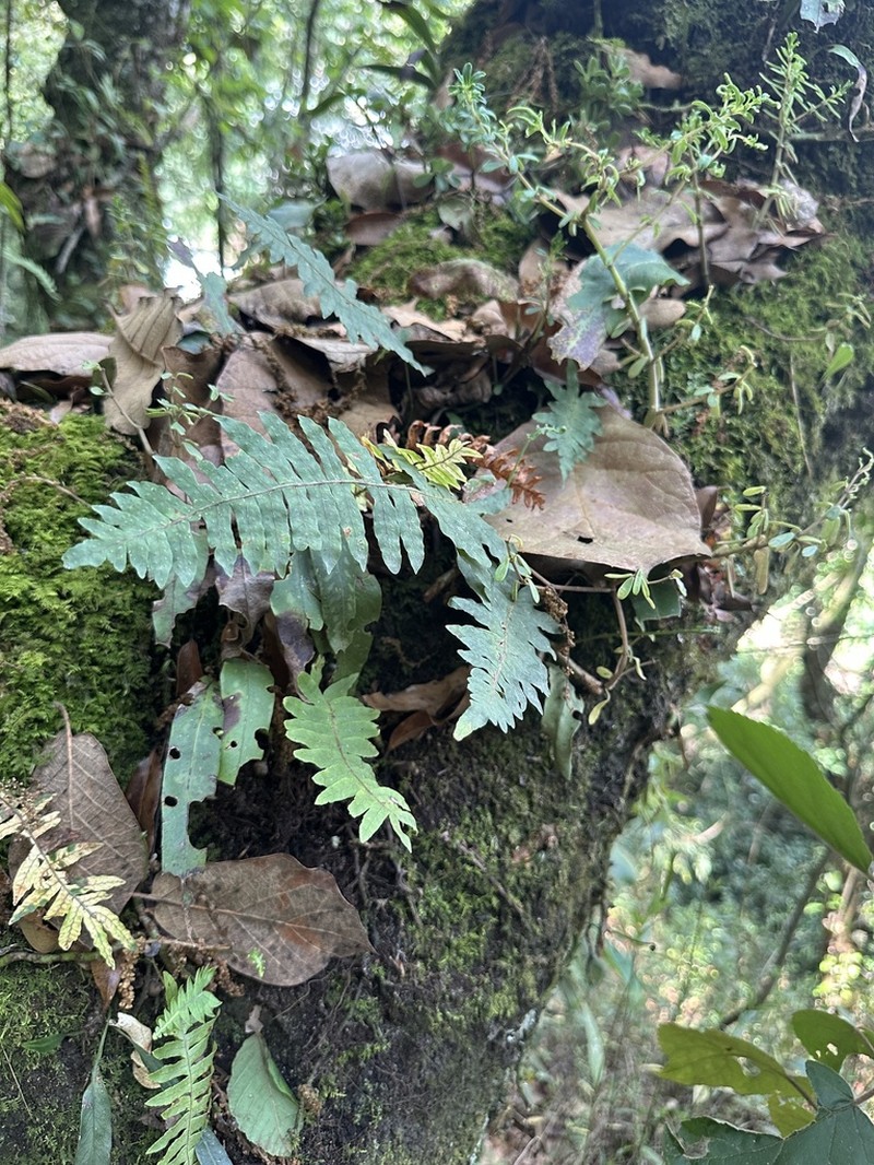 Polypodium puberulum