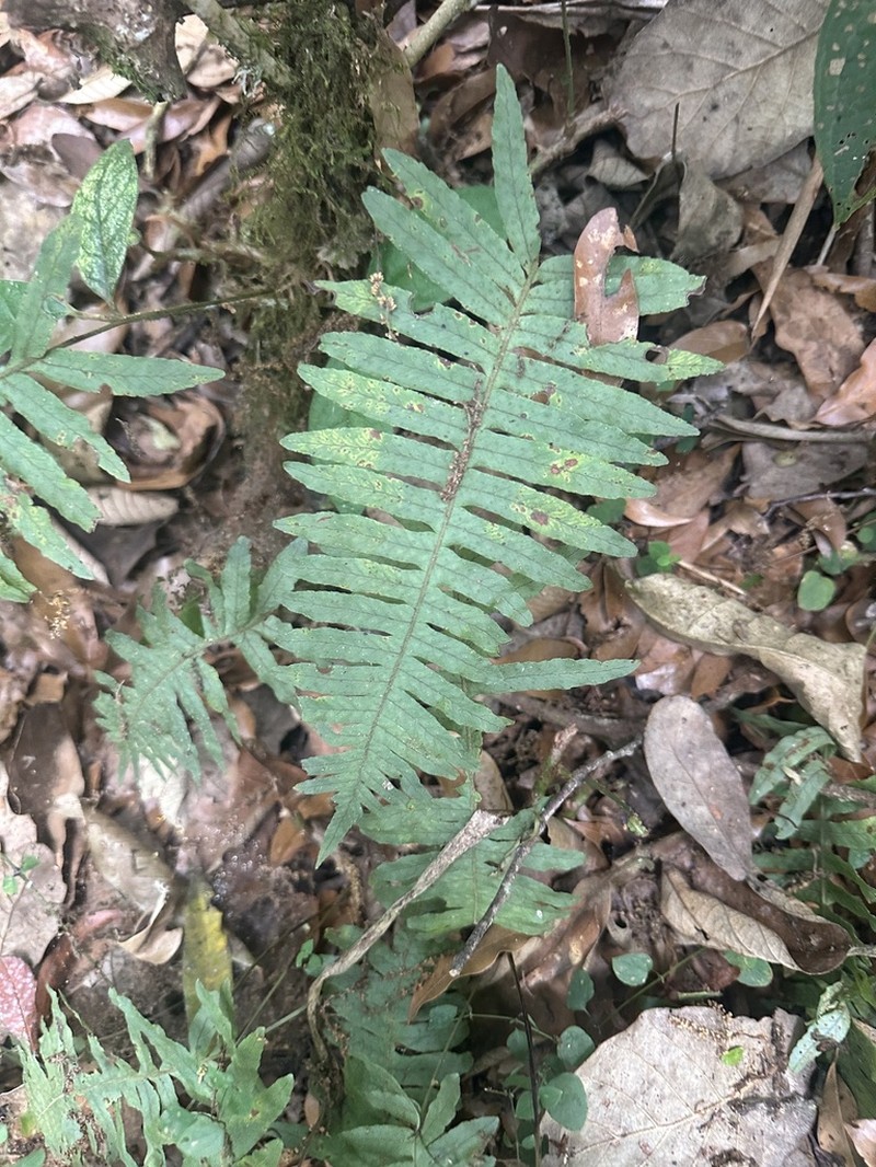 Polypodium puberulum photo 2