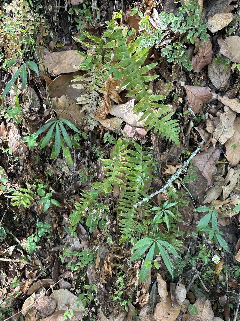 Polypodium puberulum photo 3
