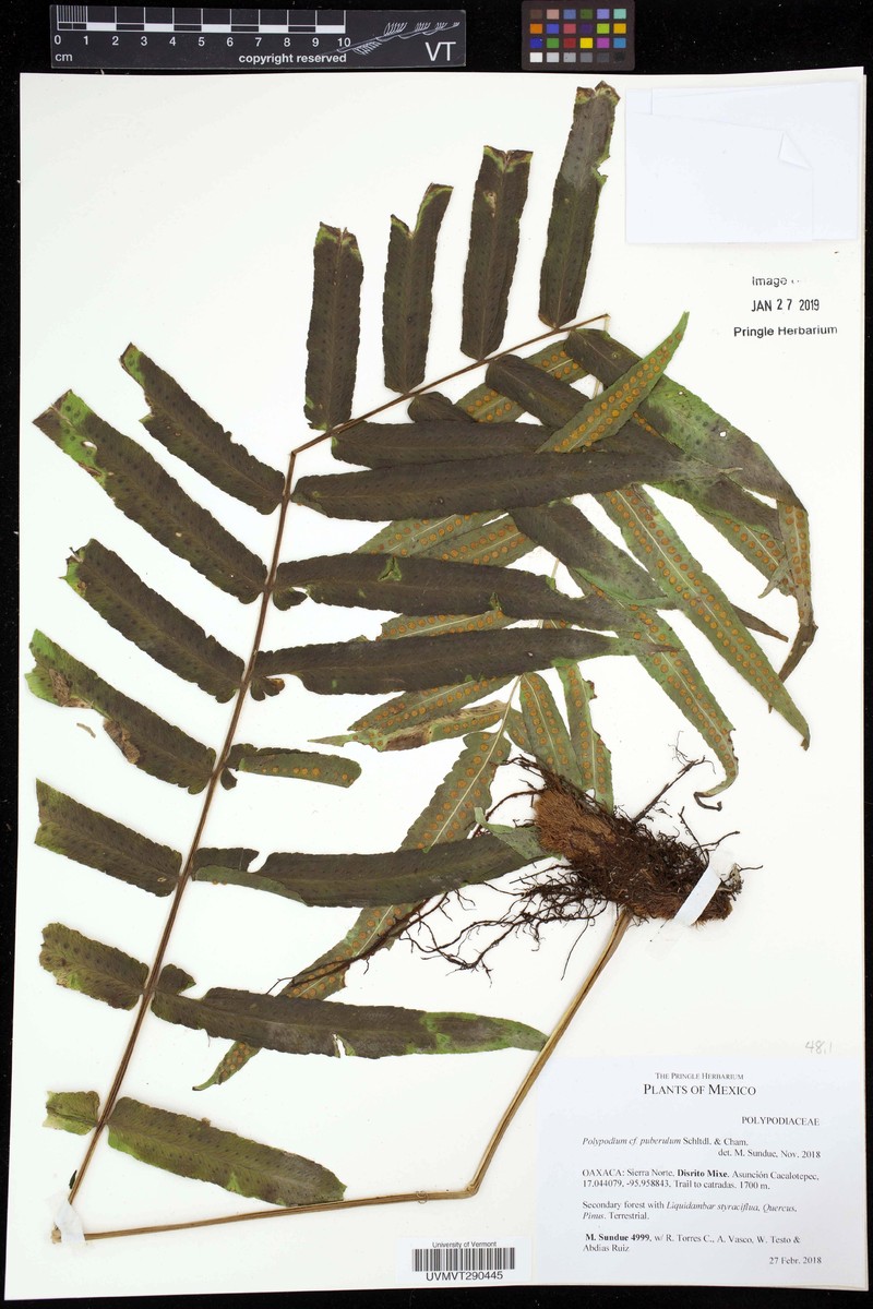 Polypodium puberulum photo 6