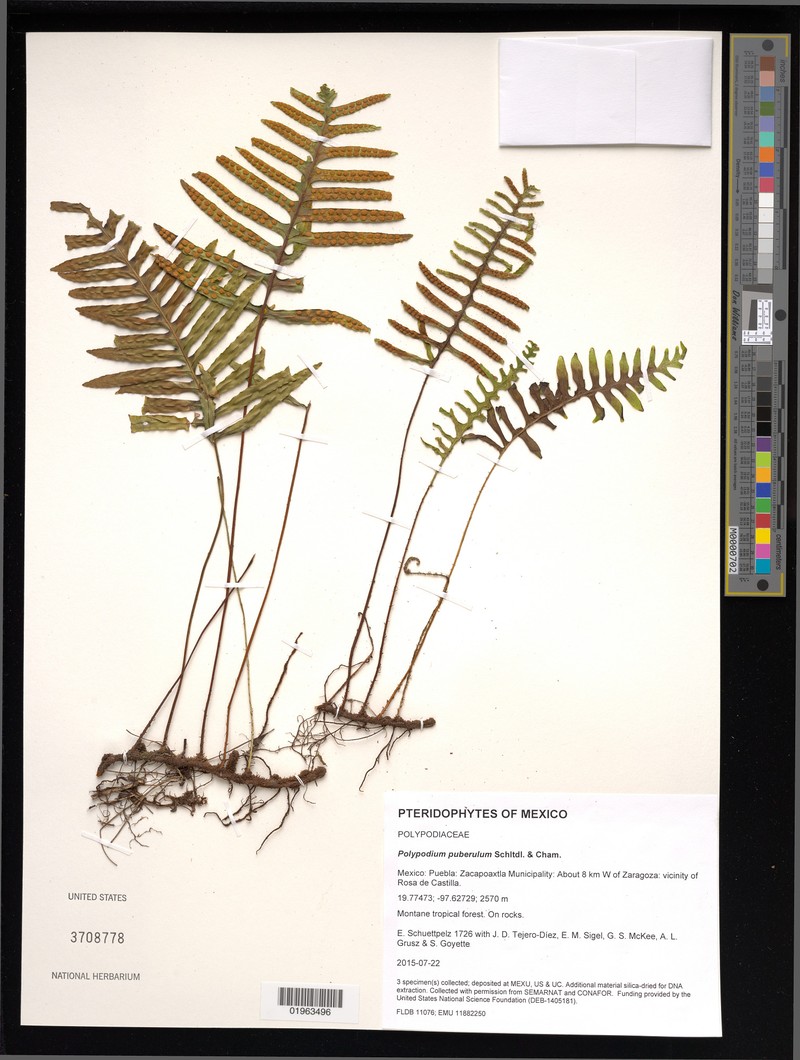 Polypodium puberulum photo 7