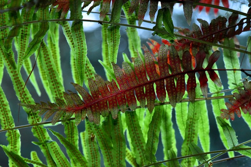 Polypodium rhodopleuron
