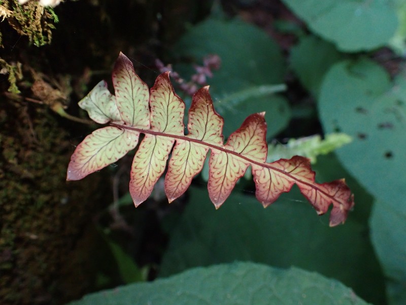 Polypodium rhodopleuron photo 2