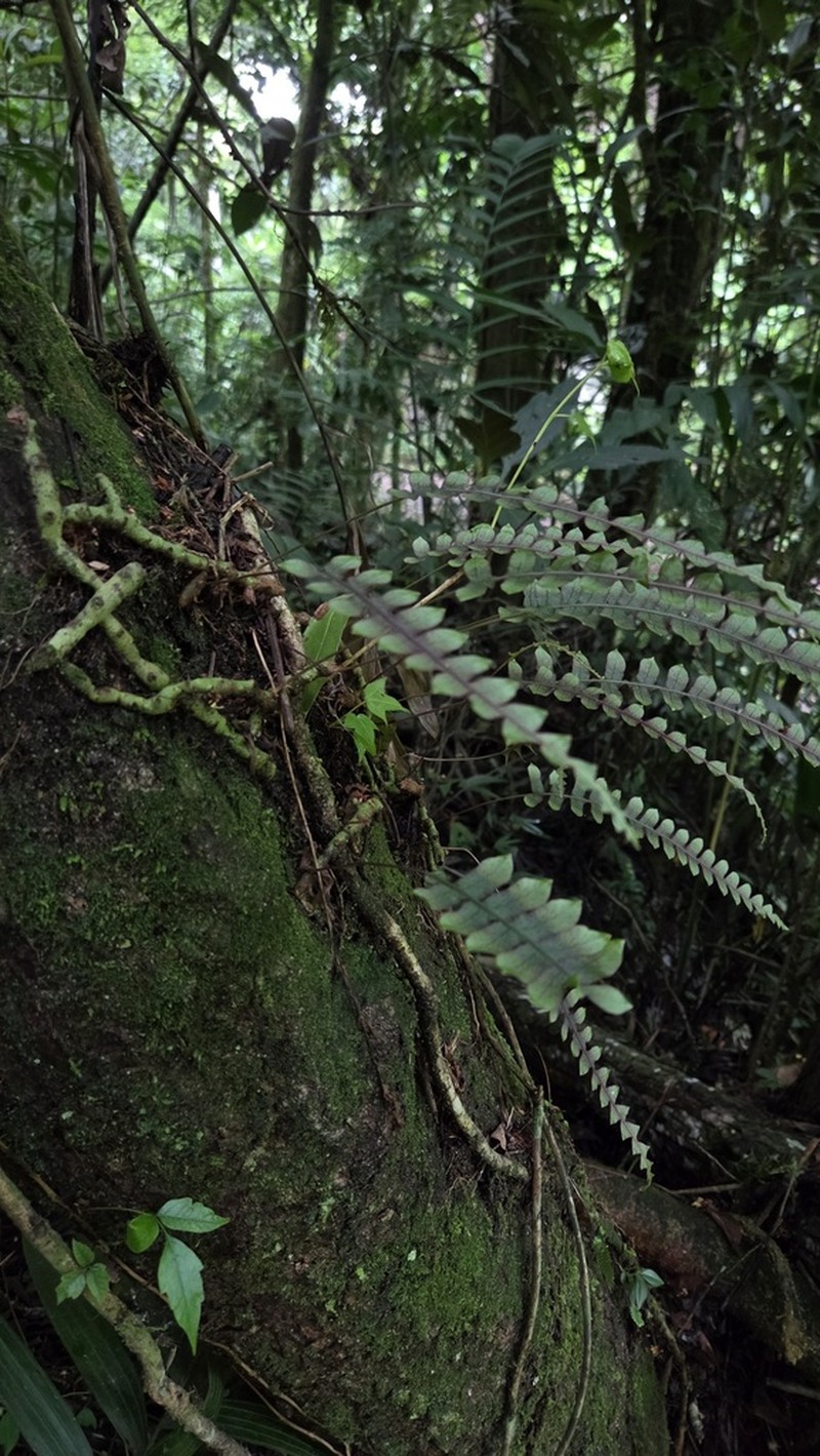 Polypodium rhodopleuron photo 3