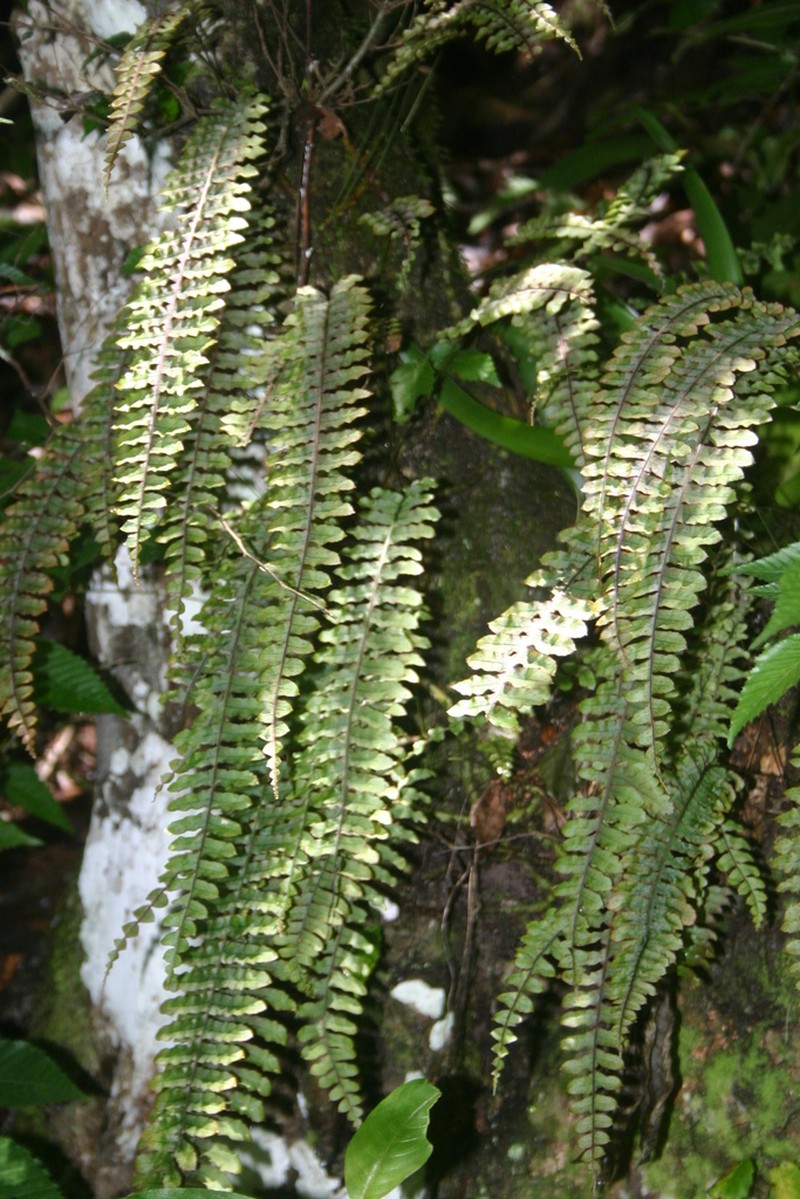 Polypodium rhodopleuron photo 4