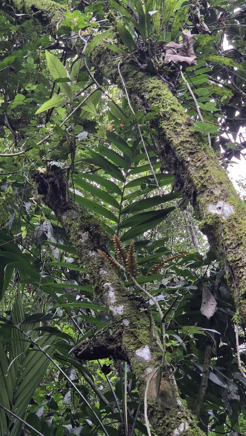 Polypodium rhodopleuron photo 5
