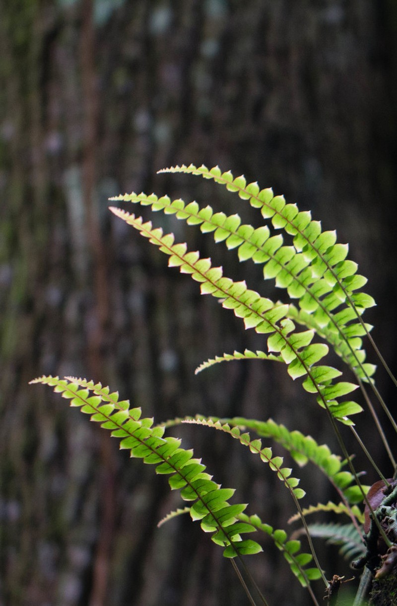 Polypodium rhodopleuron photo 6