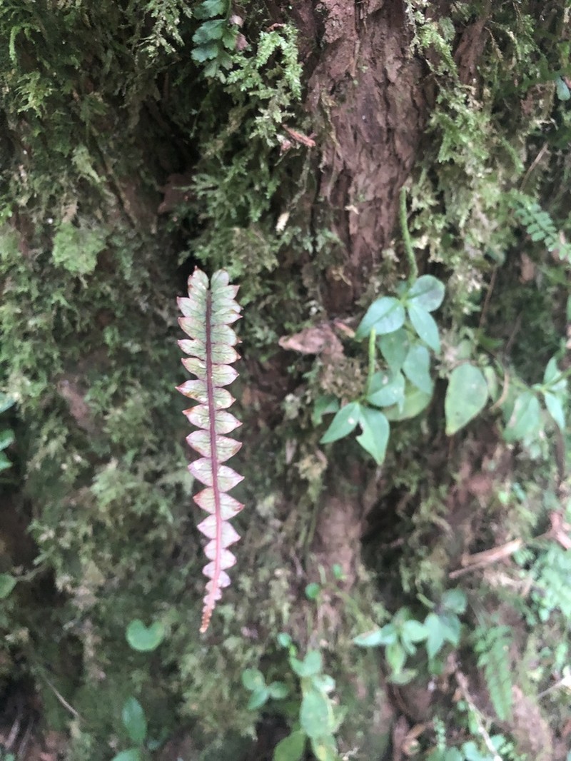 Polypodium rhodopleuron photo 7