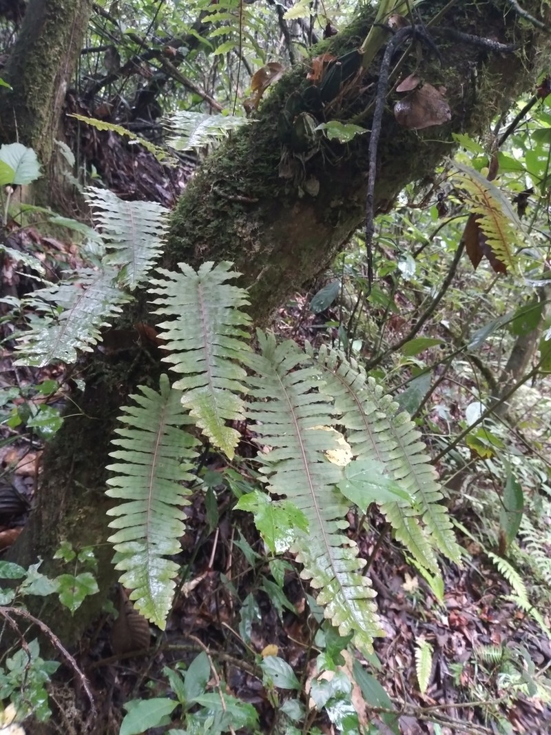 Polypodium rhodopleuron photo 8