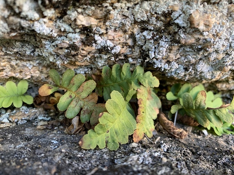 Rocky Mountain Polypody