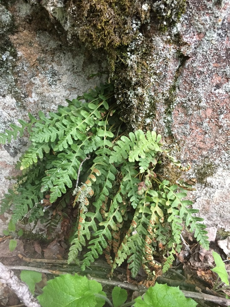 Rocky Mountain Polypody photo 2