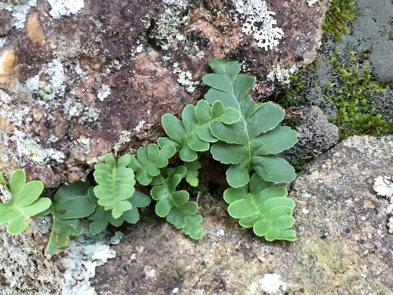 Rocky Mountain Polypody photo 3