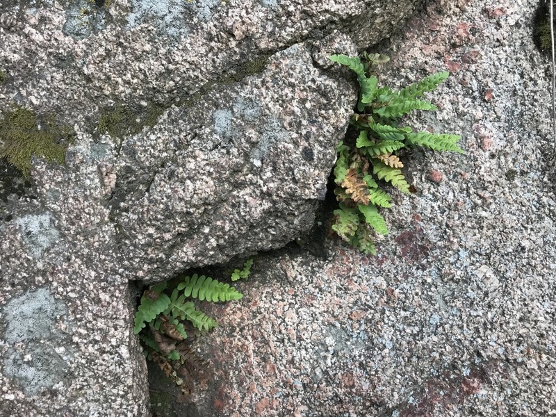 Rocky Mountain Polypody photo 4