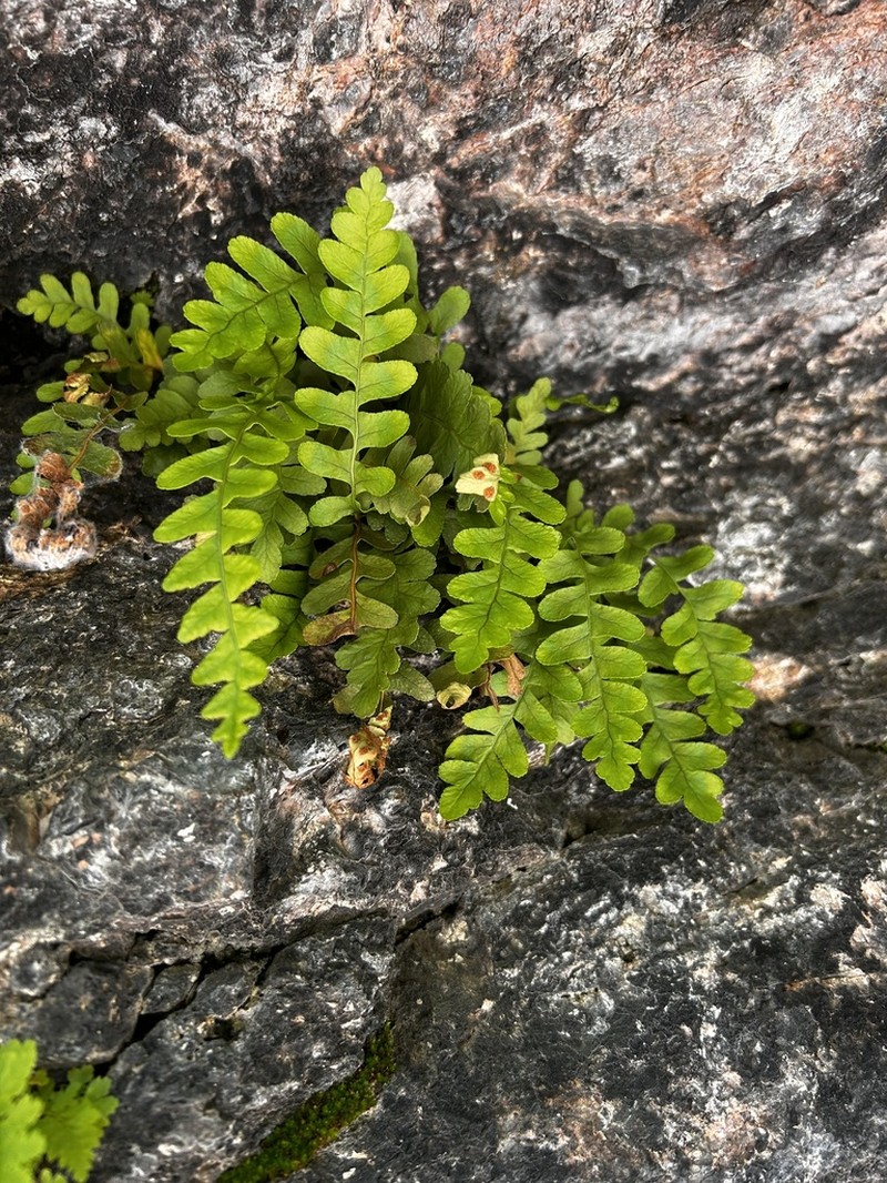 Rocky Mountain Polypody photo 5
