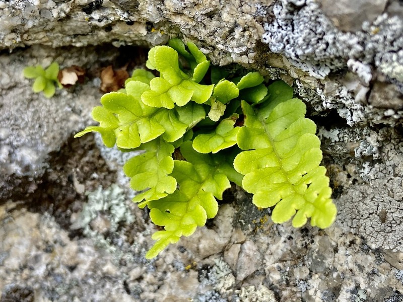 Rocky Mountain Polypody photo 6