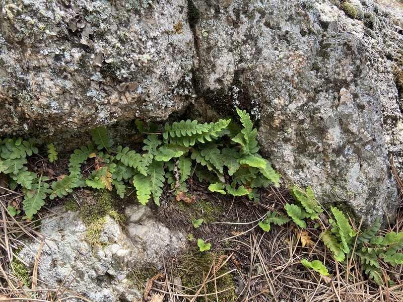Rocky Mountain Polypody photo 7