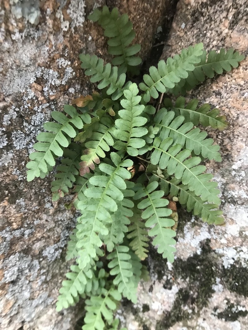 Rocky Mountain Polypody photo 8
