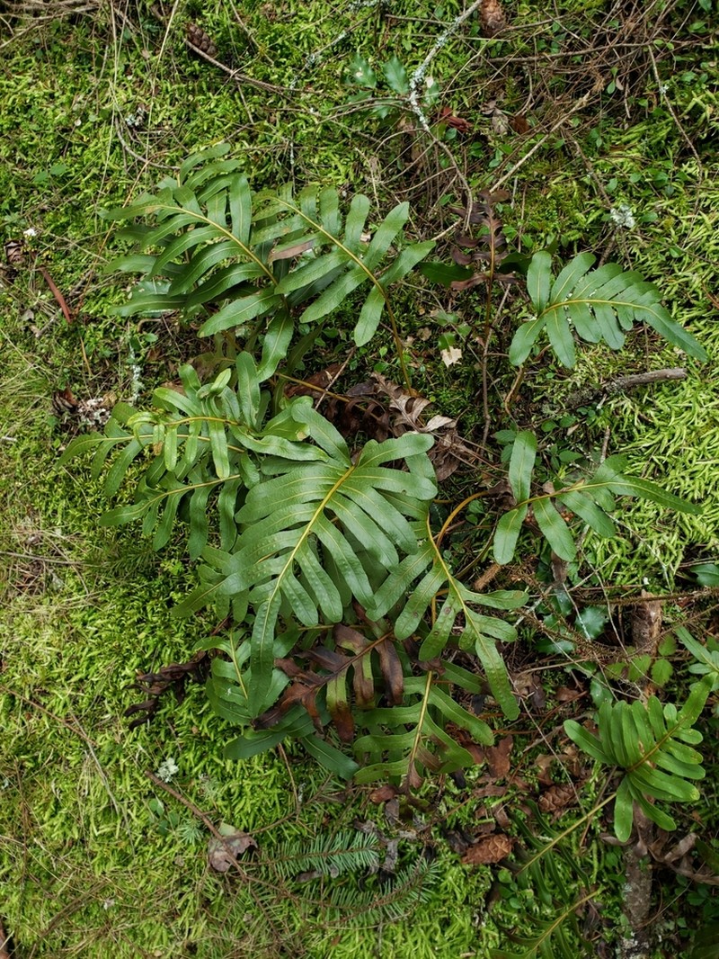 Leathery Polypody photo 2