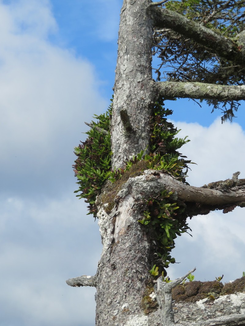 Leathery Polypody photo 3