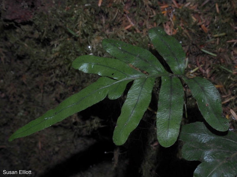 Leathery Polypody photo 4