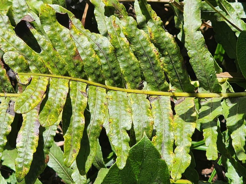 Leathery Polypody photo 6
