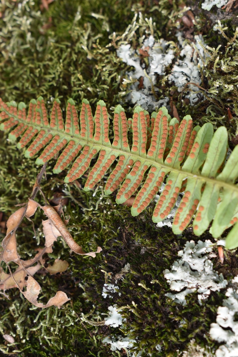 Siberian Polypody