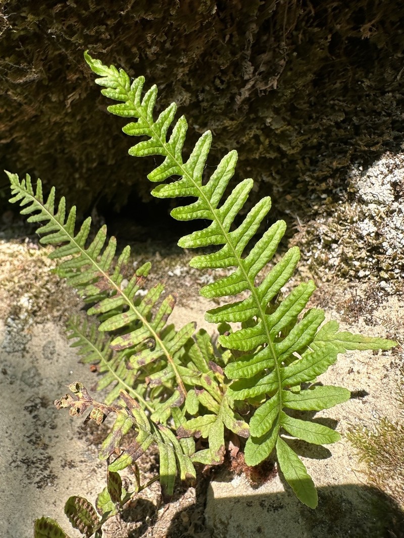 Siberian Polypody
