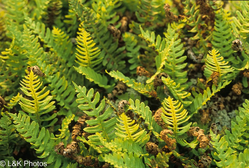 Siberian Polypody photo 2