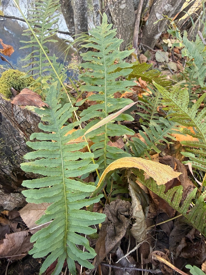 Siberian Polypody photo 3