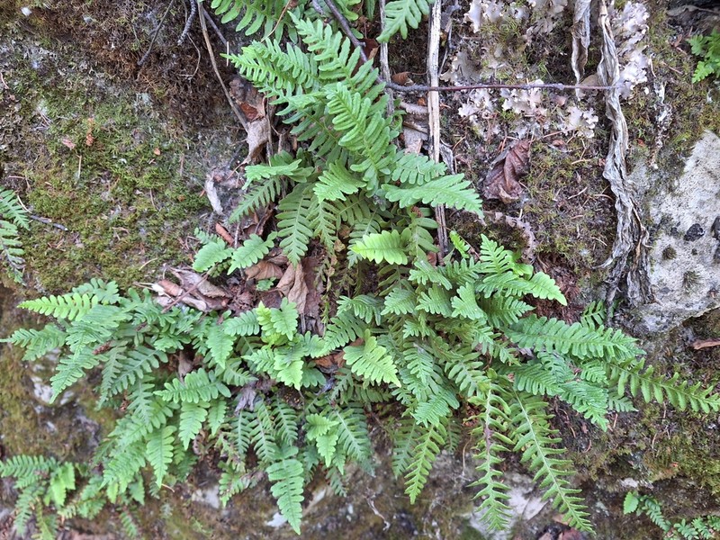 Siberian Polypody photo 4