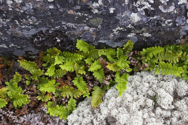 Siberian Polypody photo 5