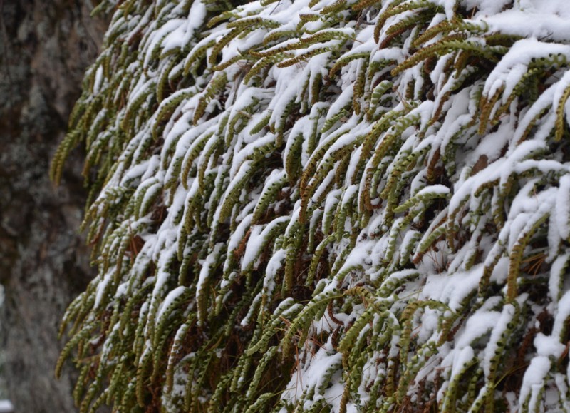Siberian Polypody photo 6