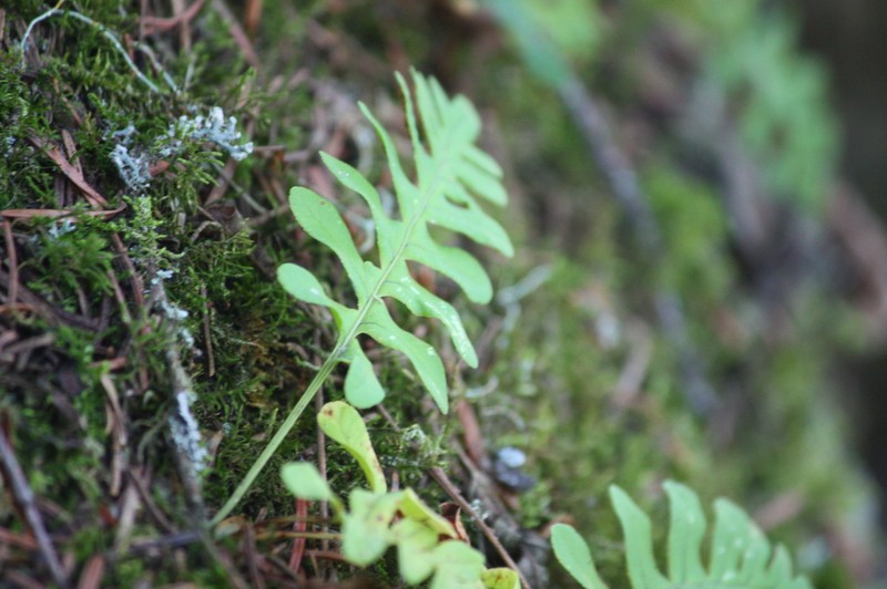 Siberian Polypody photo 7