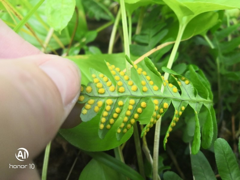 Siberian Polypody photo 8