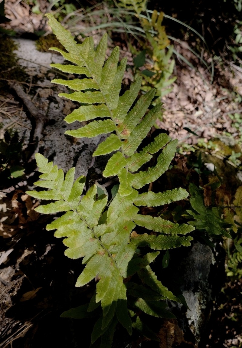Polypodium subpetiolatum