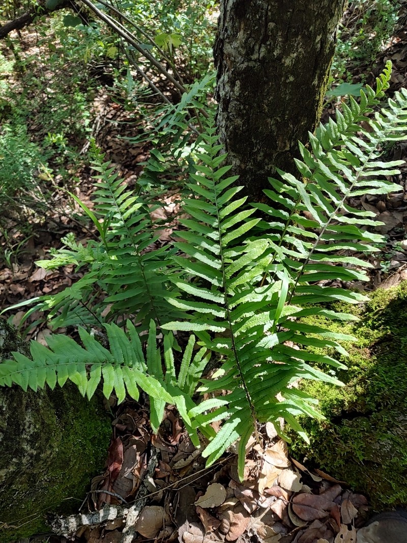Polypodium subpetiolatum photo 2