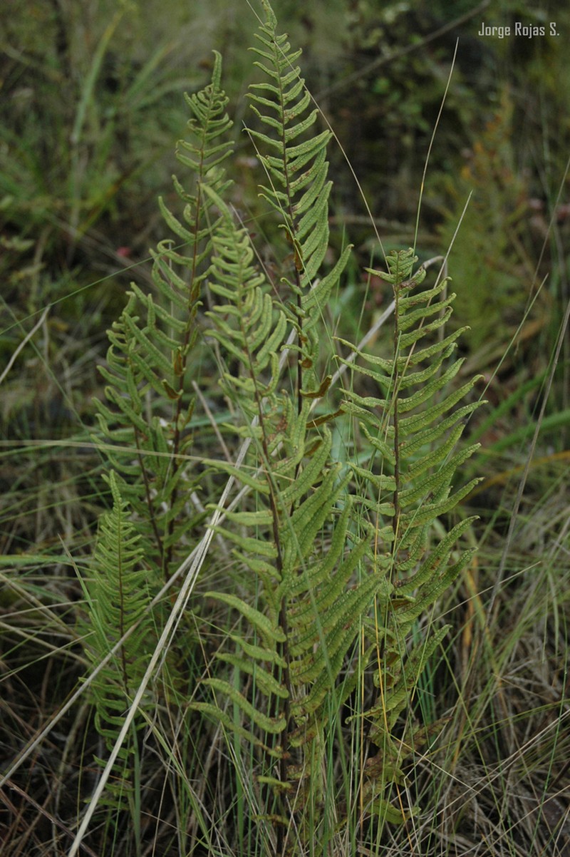 Polypodium subpetiolatum photo 3