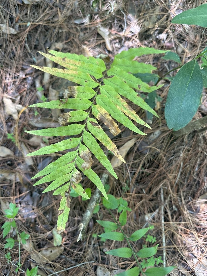Polypodium subpetiolatum photo 4